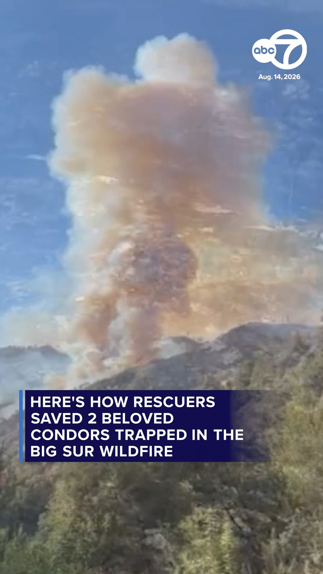 How rescuers saved 2 beloved condors trapped in the Big Sur wildfire