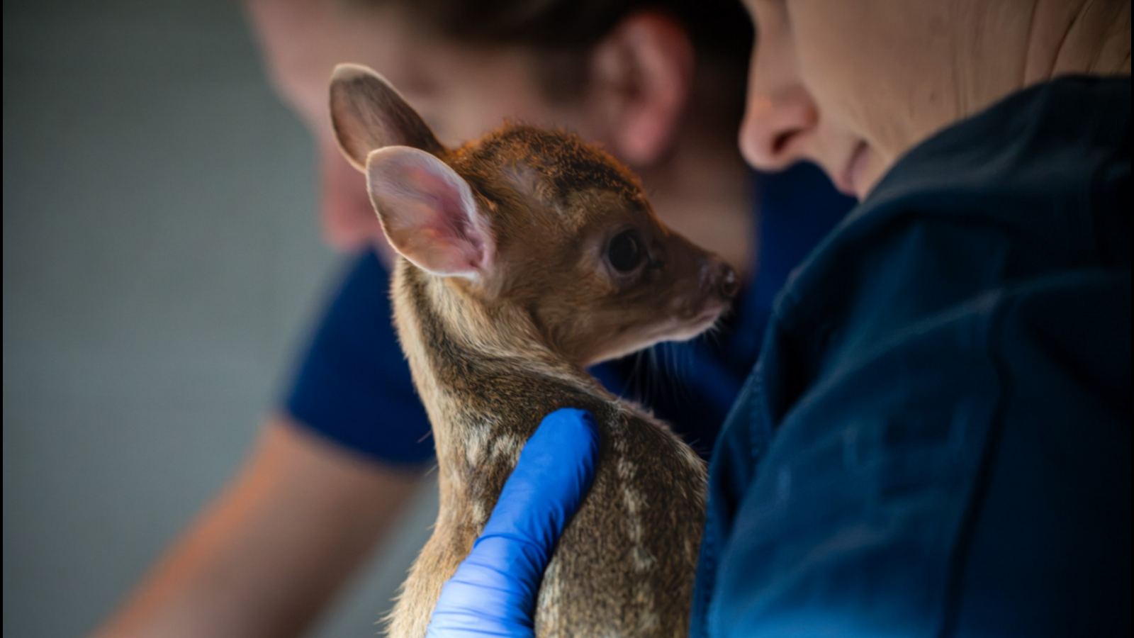 Elmwood Park Zoo in Norristown, Pa. welcomes new baby muntjac