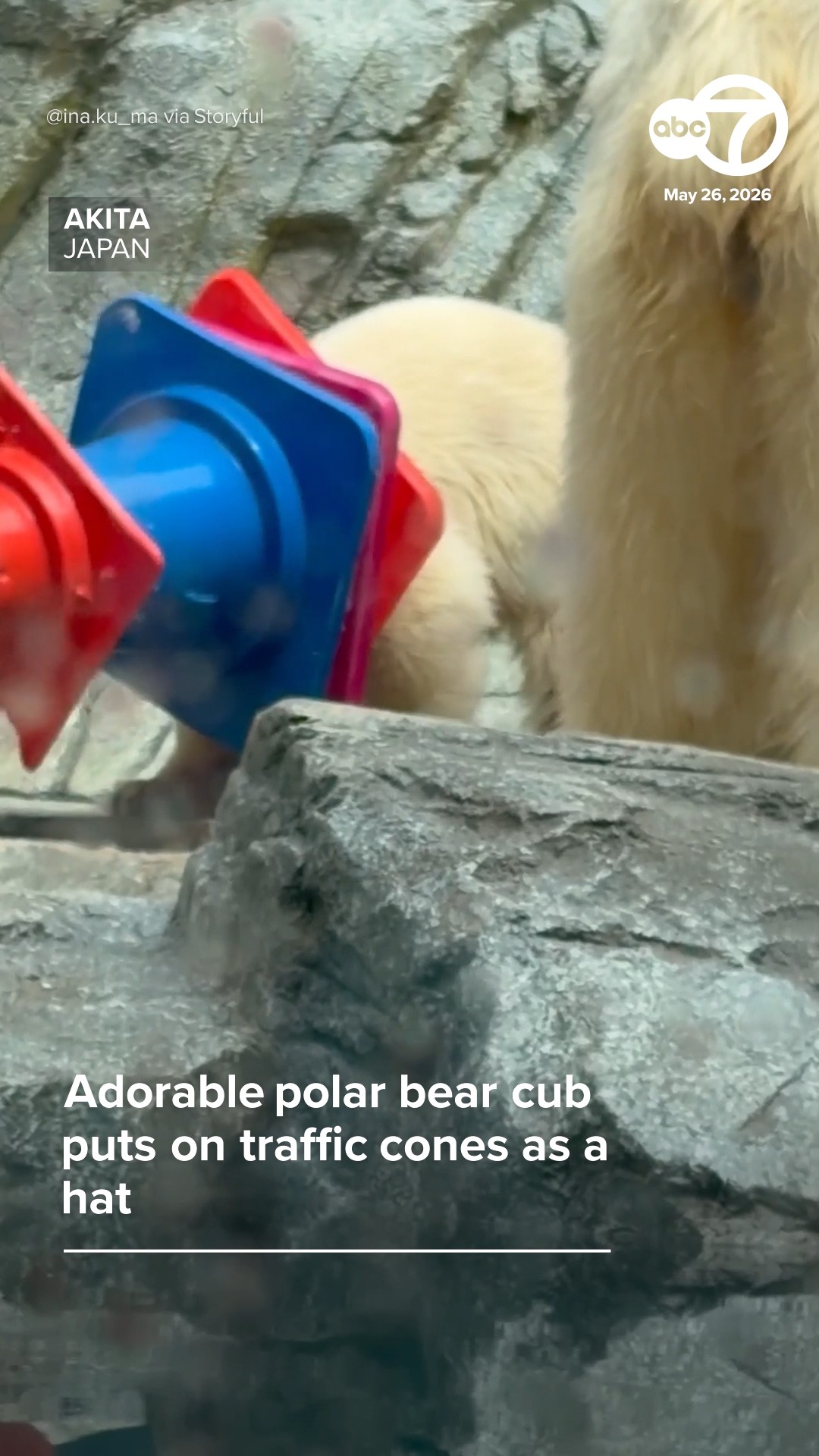 Adorable polar bear cub puts on traffic cones as a hat