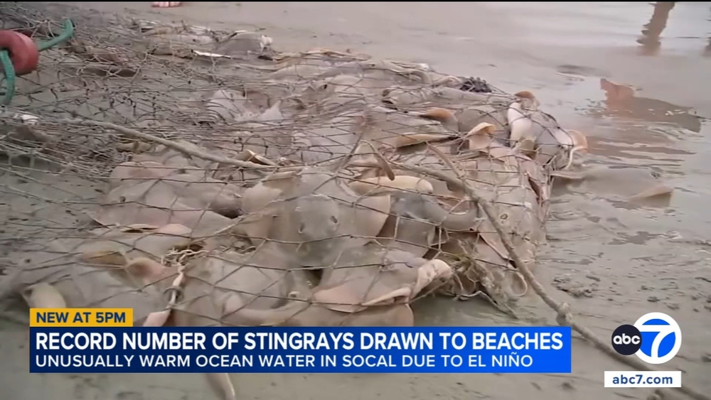 Stingray lashings up as marine heat wave off SoCal draws more to shore
