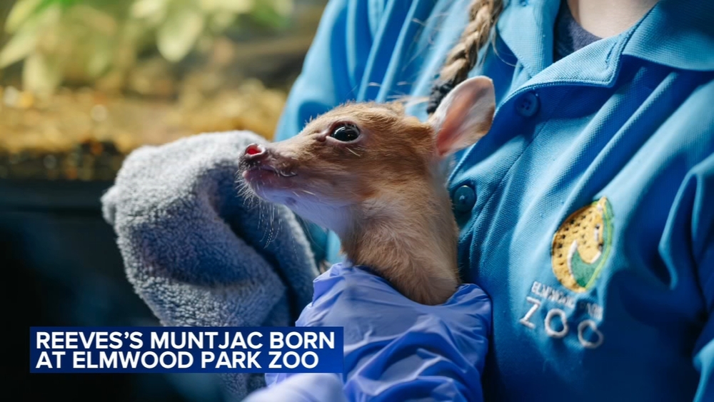 Elmwood Park Zoo welcomes new baby muntjac