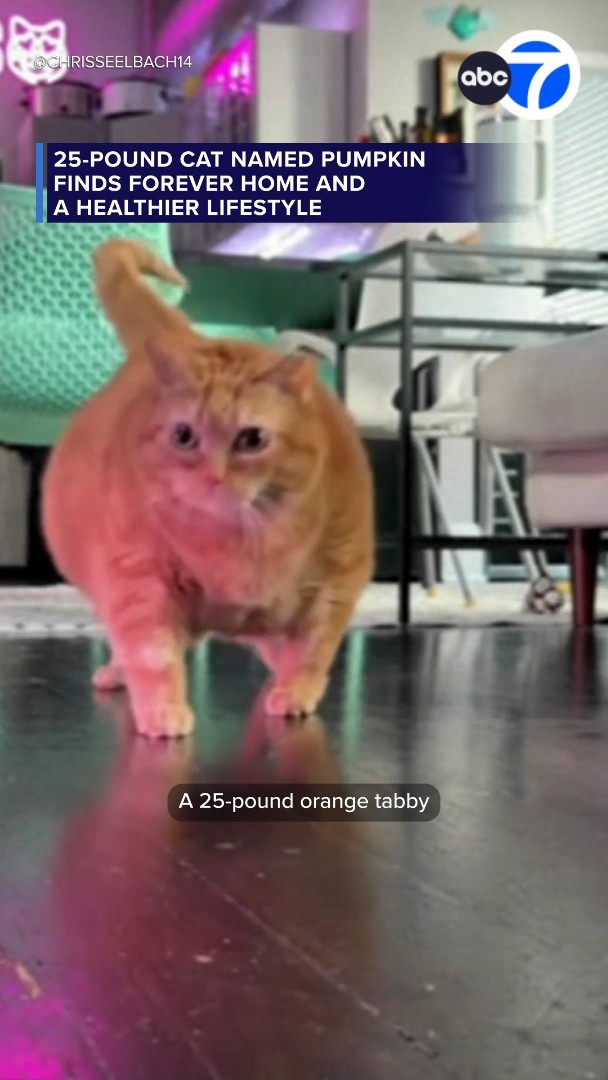 25-pound cat finds forever home and a healthier lifestyle