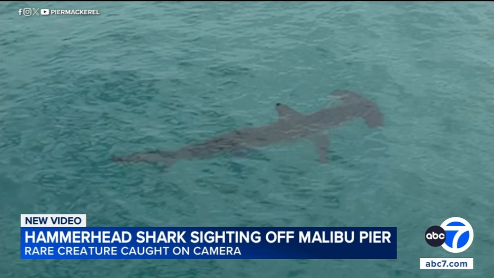 Rare hammerhead shark sighting off Malibu Pier caught on video