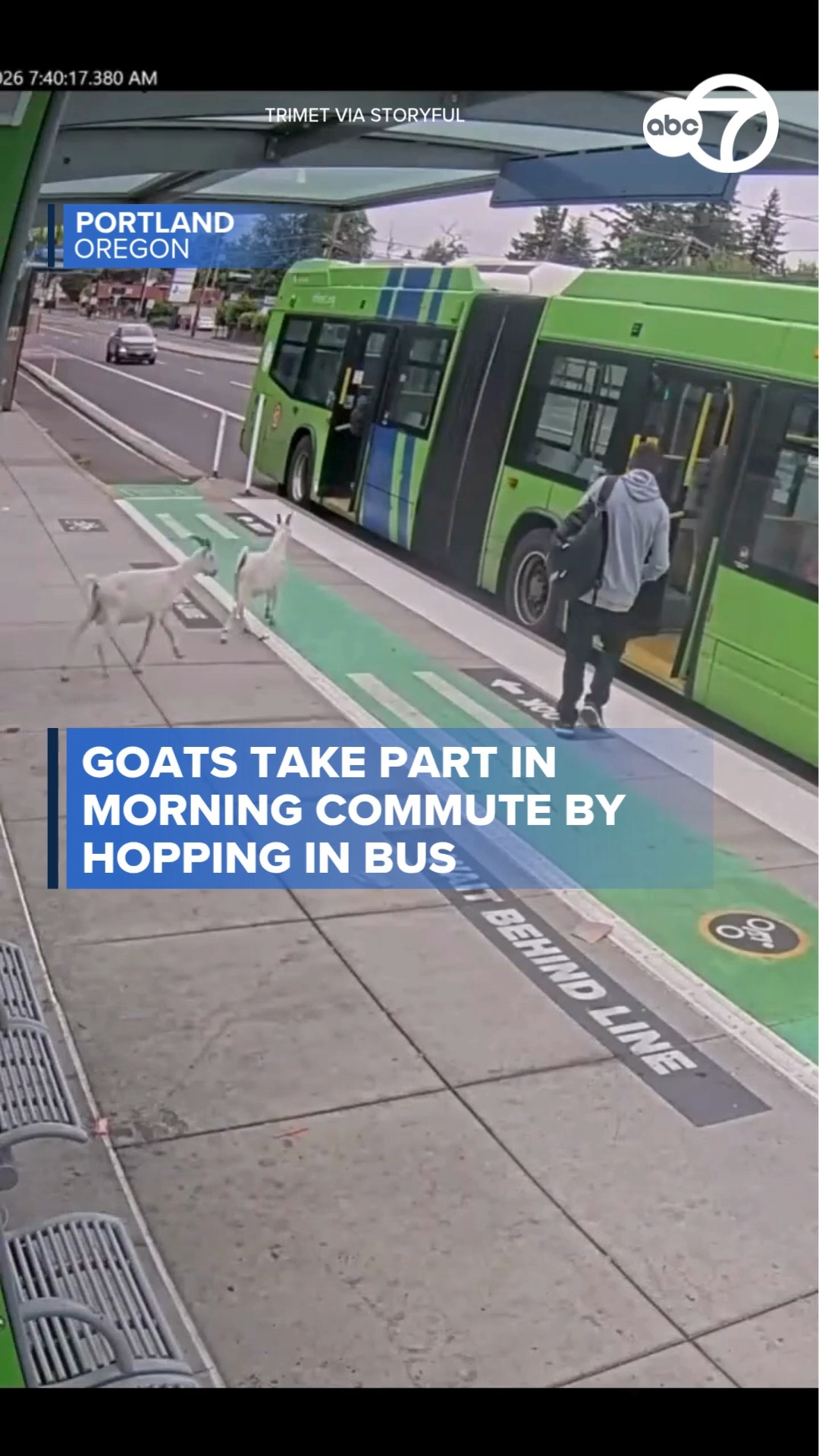 Goats take part in morning commute by hopping in bus