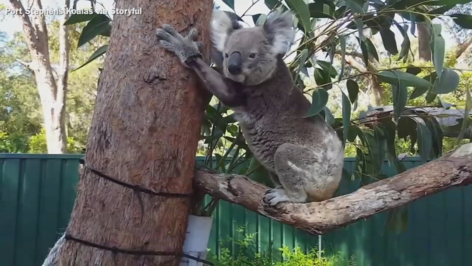 Koala climbs tree after 9 weeks of recovery and rehabilitation 6abc Philadelphia