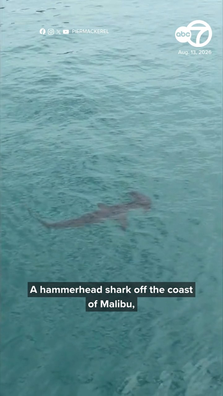 Rare hammerhead shark sighting off Malibu Pier caught on video