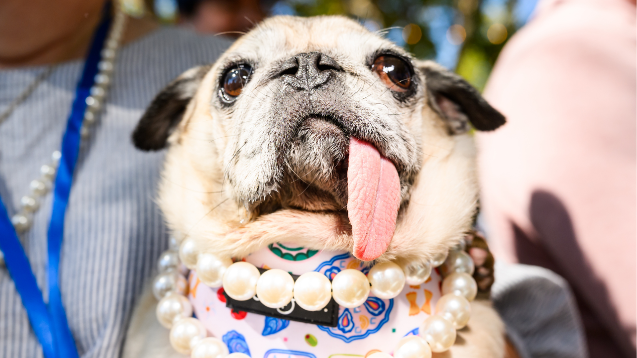 Jinny Lu, a pug rescue, prepares to compete in the World's Ugliest Dog Contest at the Sonoma County Fair in Santa Rosa, Calif., on Friday, Aug. 14, 2026.