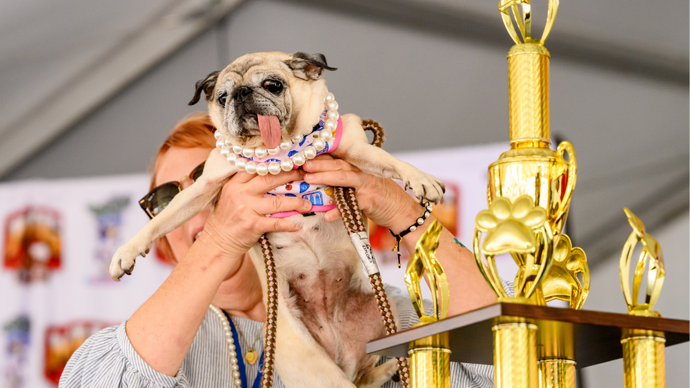 Jinny Lu the pug takes 1st place in 2026 'World's Ugliest Dog Contest'