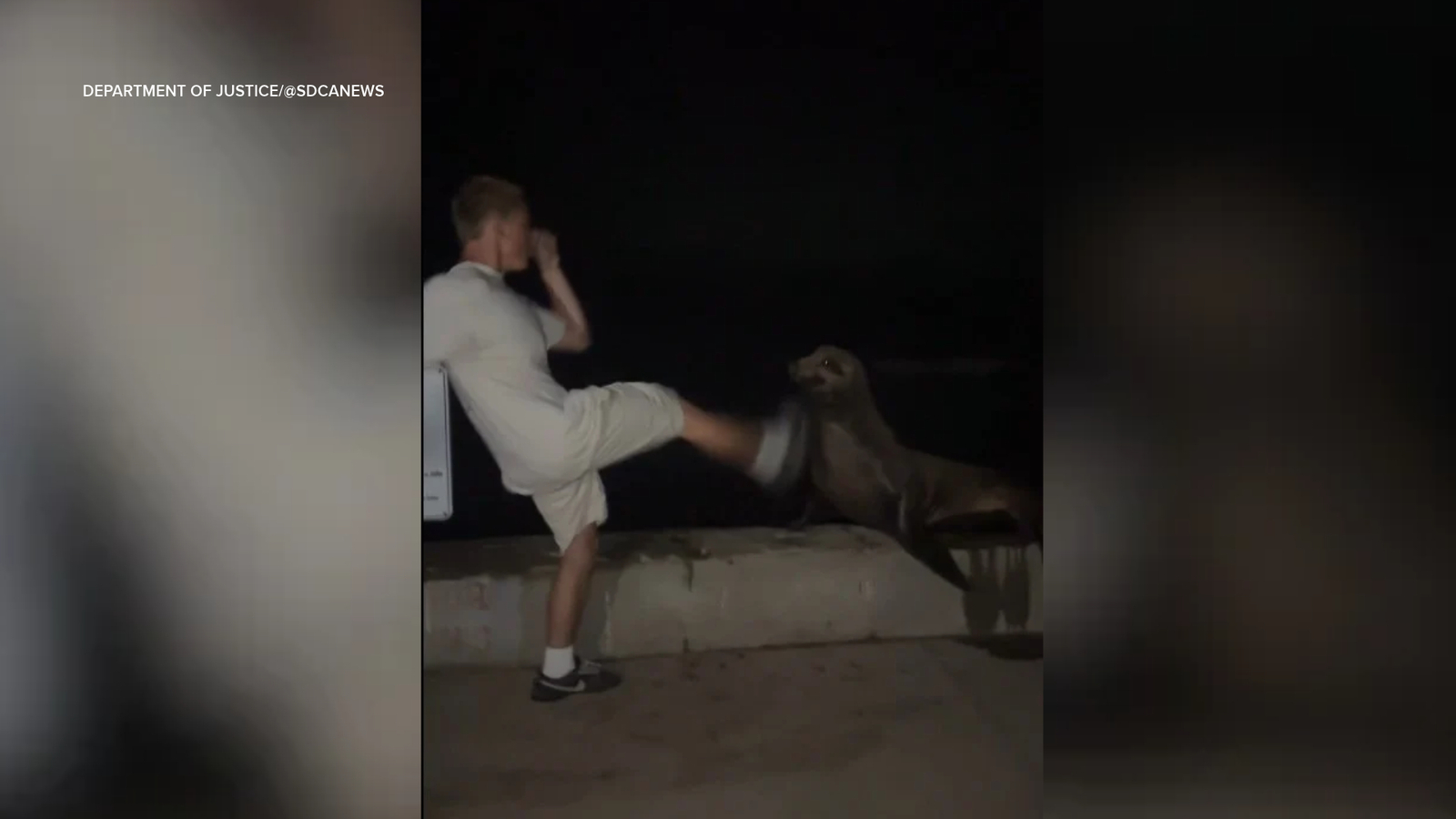 San Diego 18-year-old Tyler Muehl pleads guilty to kicking protected sea lion in attack caught on video San Diego 18-year-old Tyler Muehl pleads guilty to kicking protected sea lion in attack caught on video