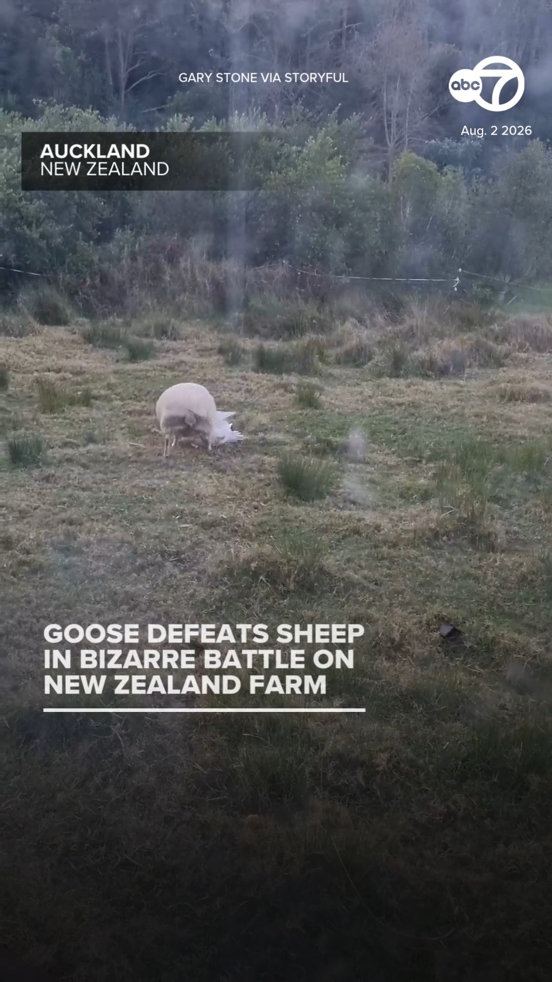 Goose Defeats Sheep in Bizarre Battle on New Zealand Farm
