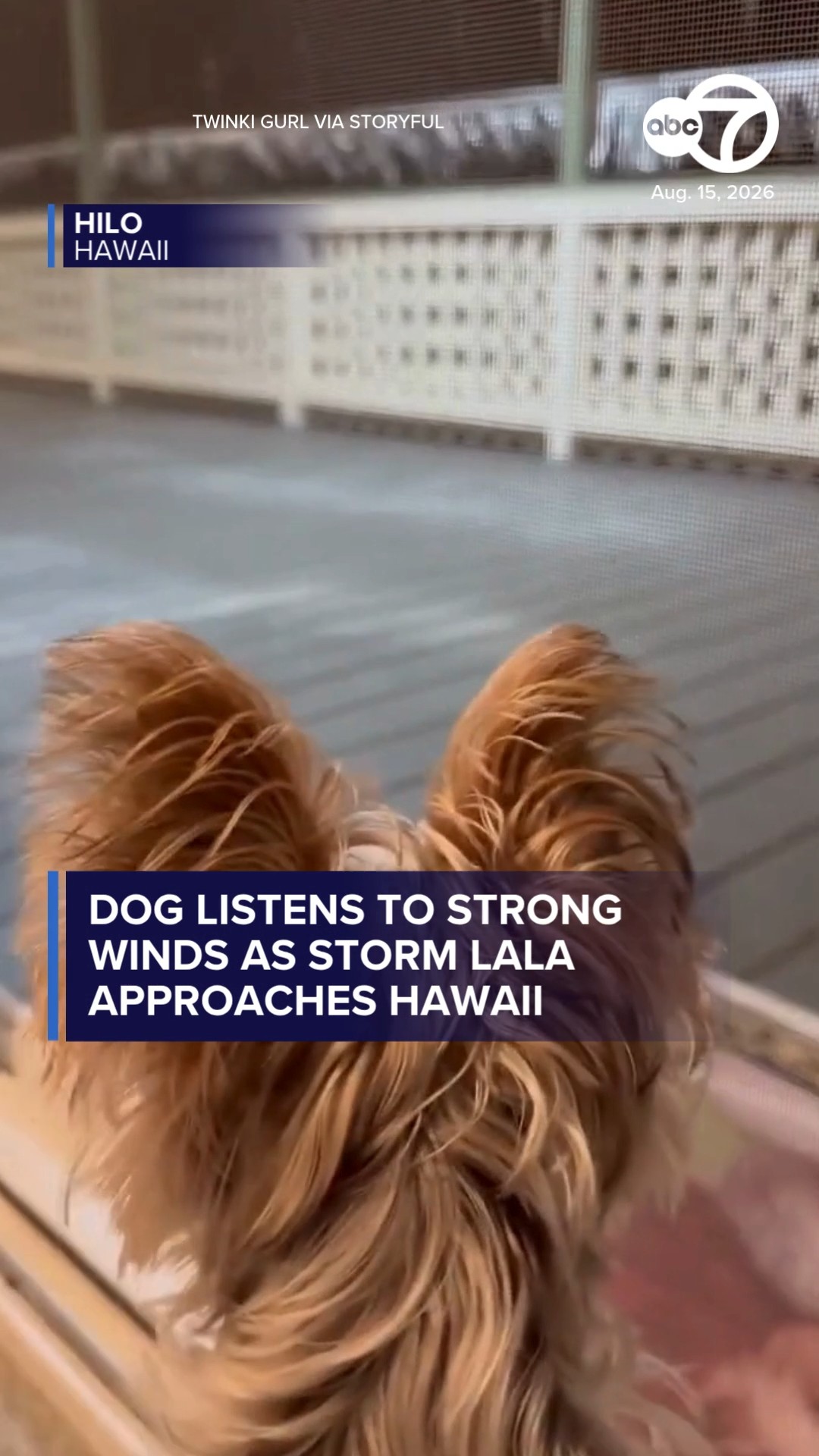 Dog Listens to Strong Winds as Storm Lala Approaches Hawaii