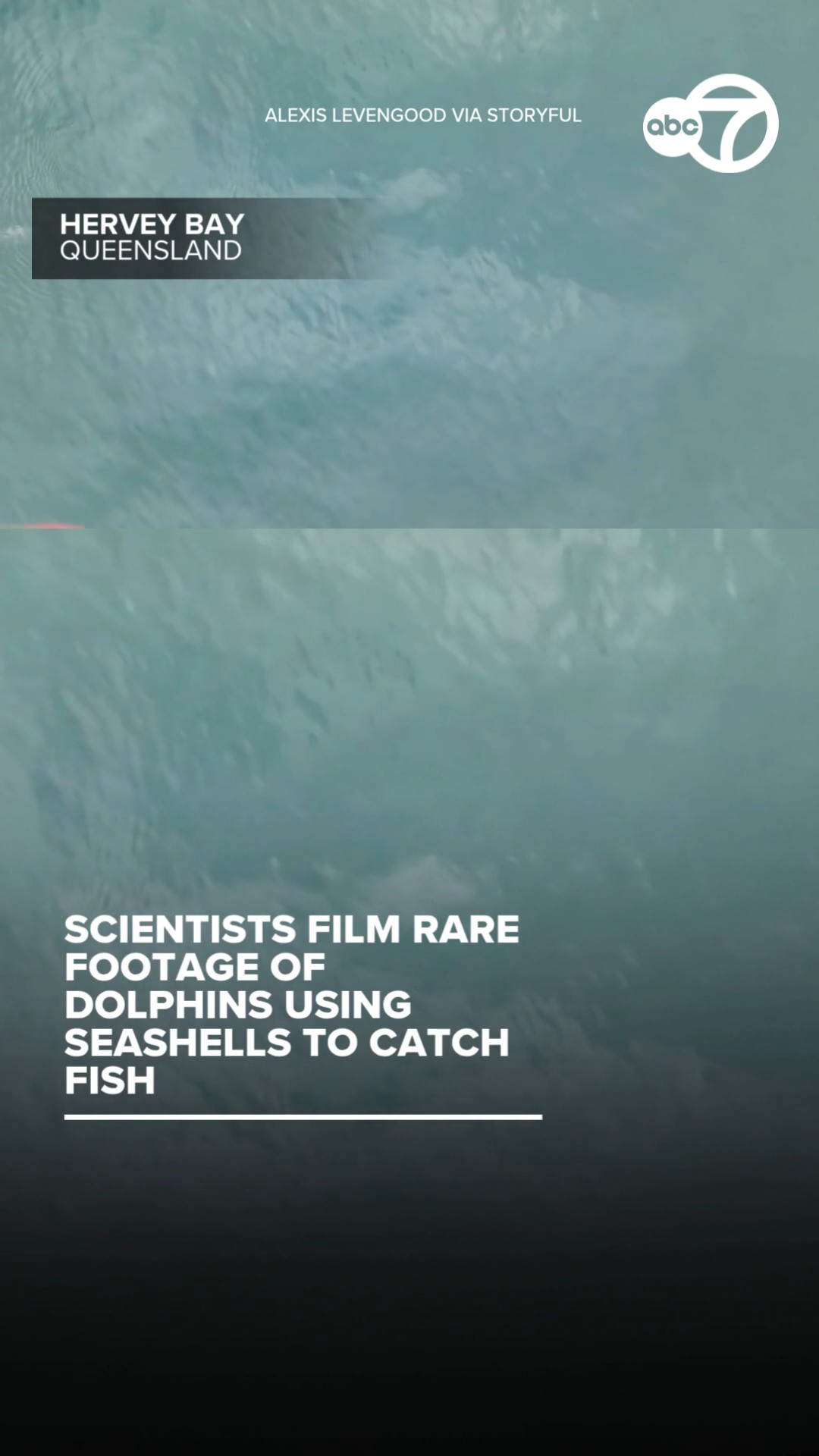 Scientists film rare footage of dolphins using seashells to catch fish
