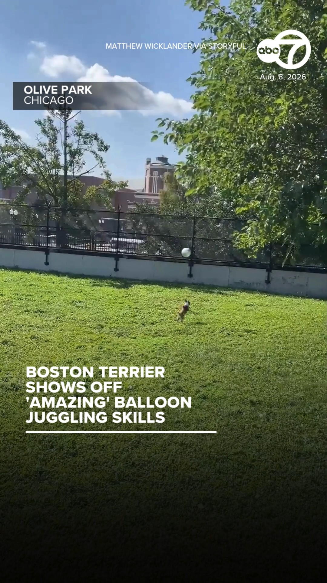 Dog shows off 'amazing' balloon juggling skills at Chicago park