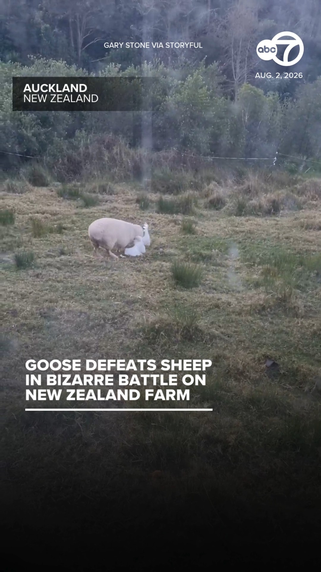Goose defeats sheep in bizarre battle on New Zealand farm