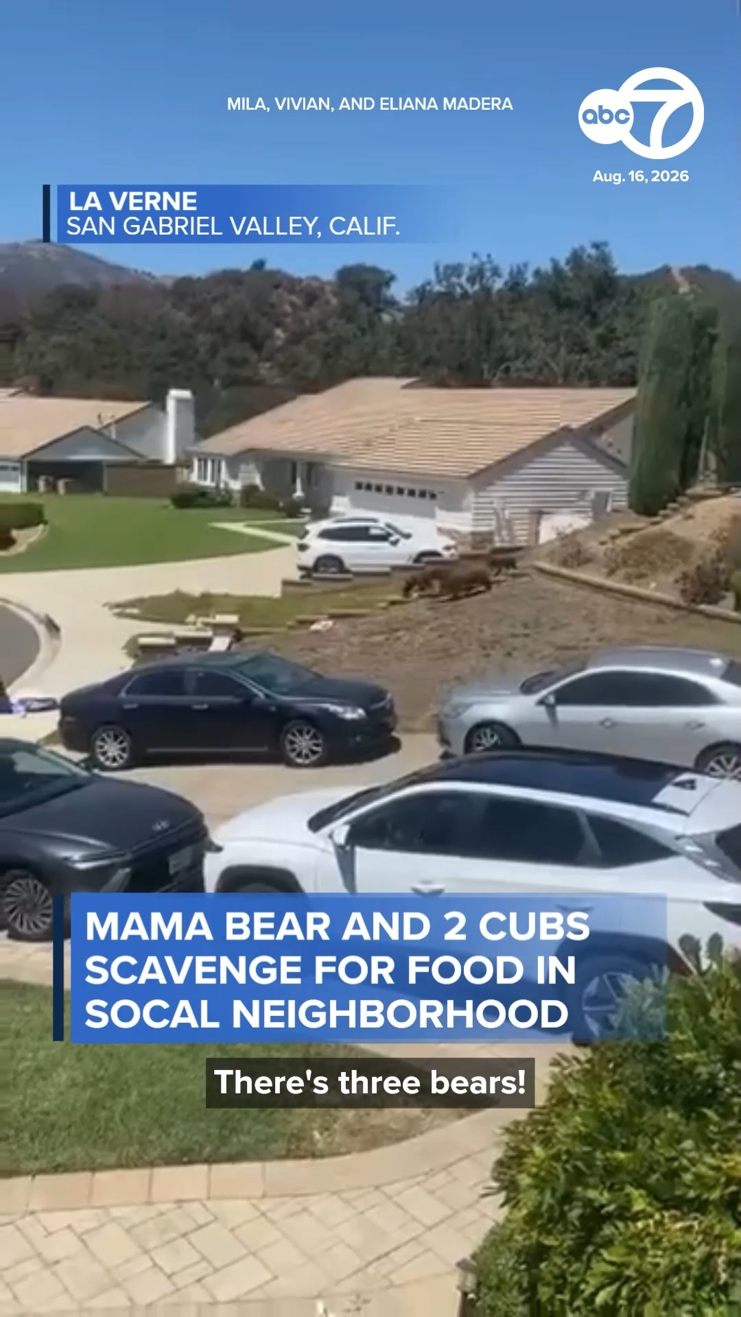 Mama bear and 2 cubs scavenge for food in SoCal neighborhood