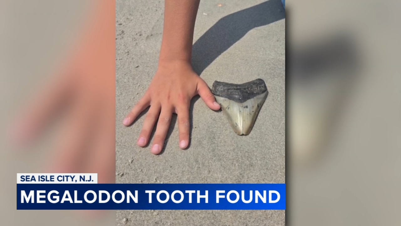 Pennsylvania family finds Megalodon tooth at Jersey Shore
