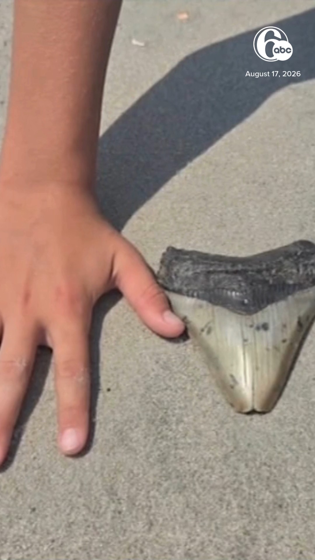 Pennsylvania family finds prehistoric megalodon tooth at Jersey Shore