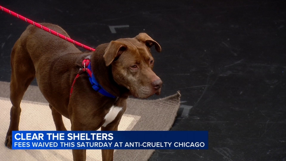 Anti-Cruelty hosting Clear the Shelters event this weekend in River North