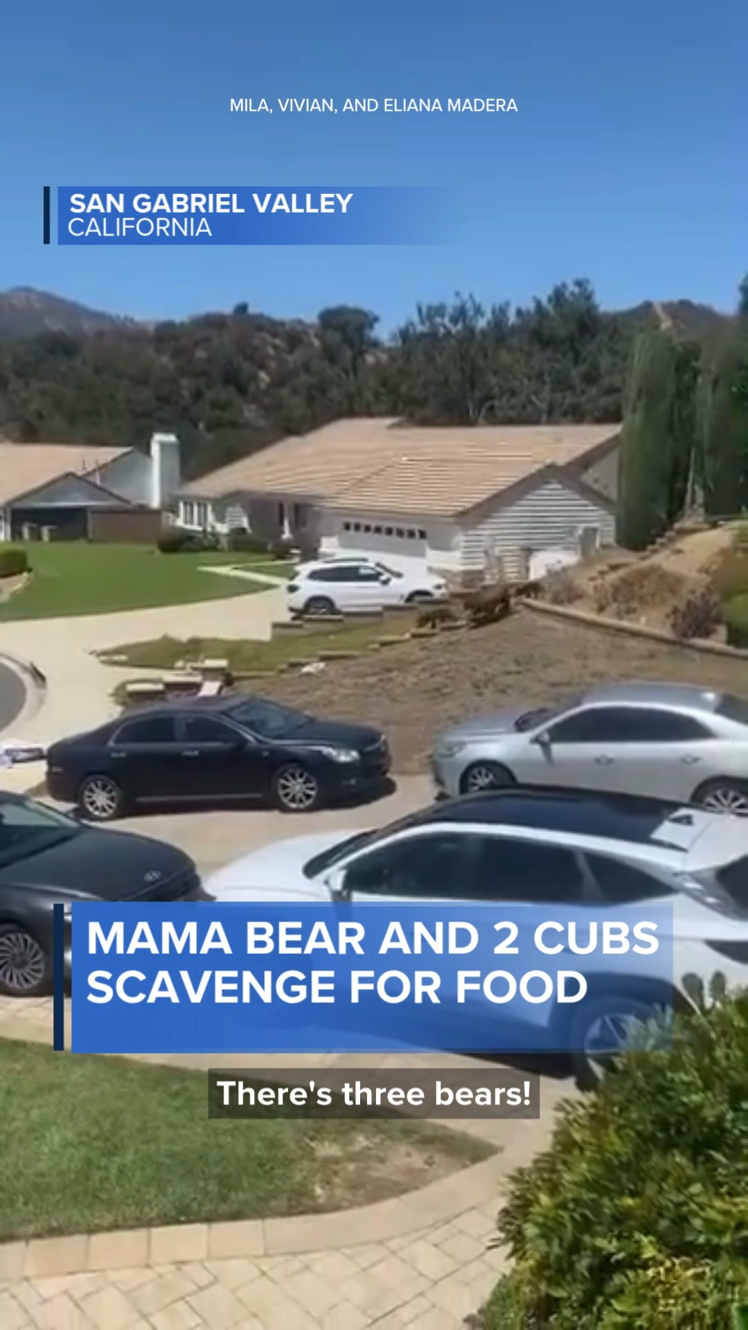 Mama bear, 2 cubs, scavenge for food in California