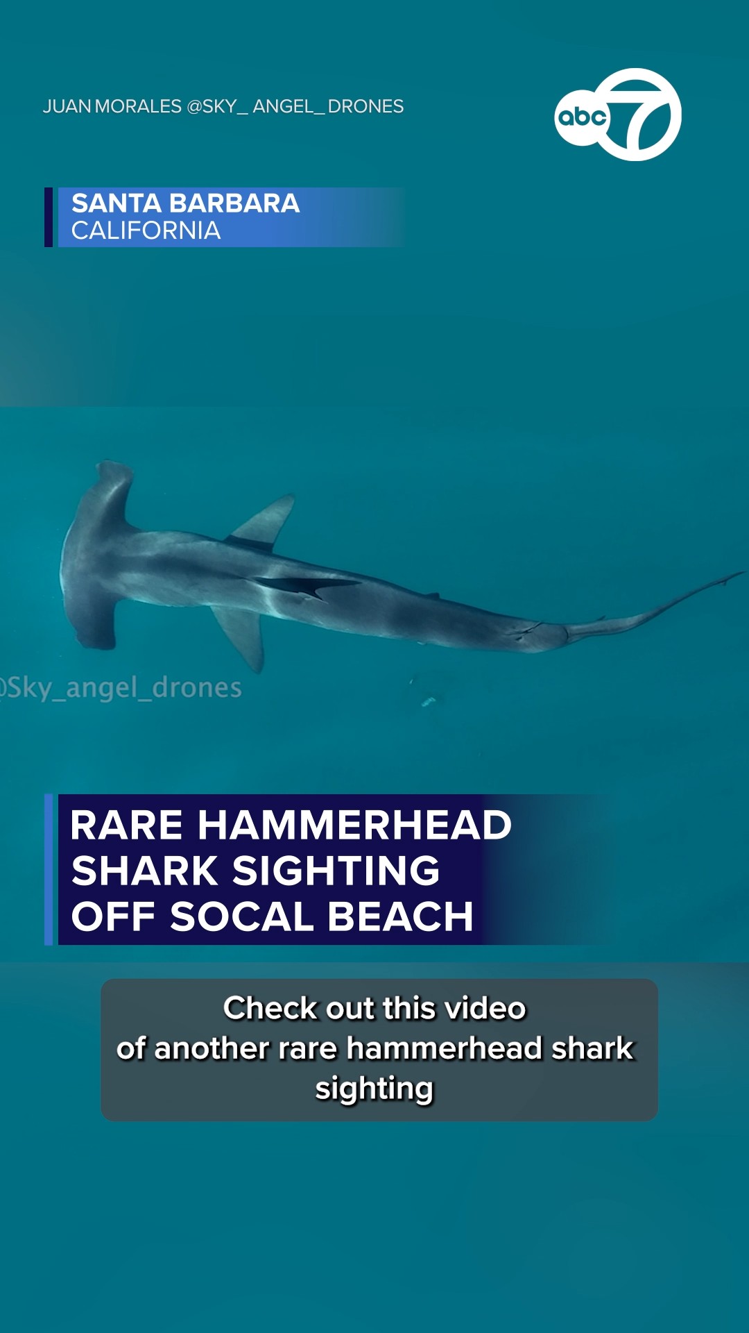 Rare hammerhead shark sighting off SoCal beach