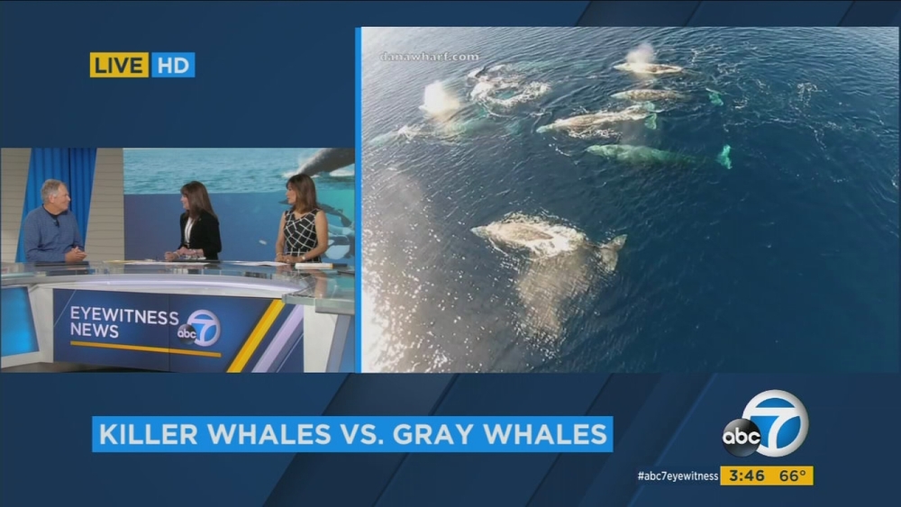 Killer whales ambushing gray whales off California coast
