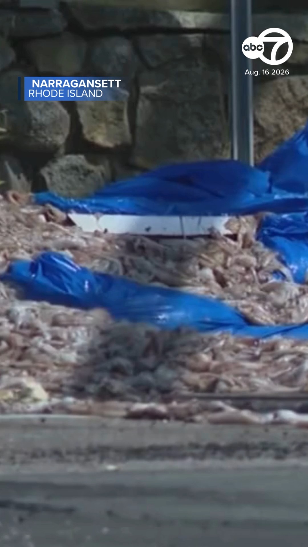 40K pounds of squid spill in Rhode Island beach town