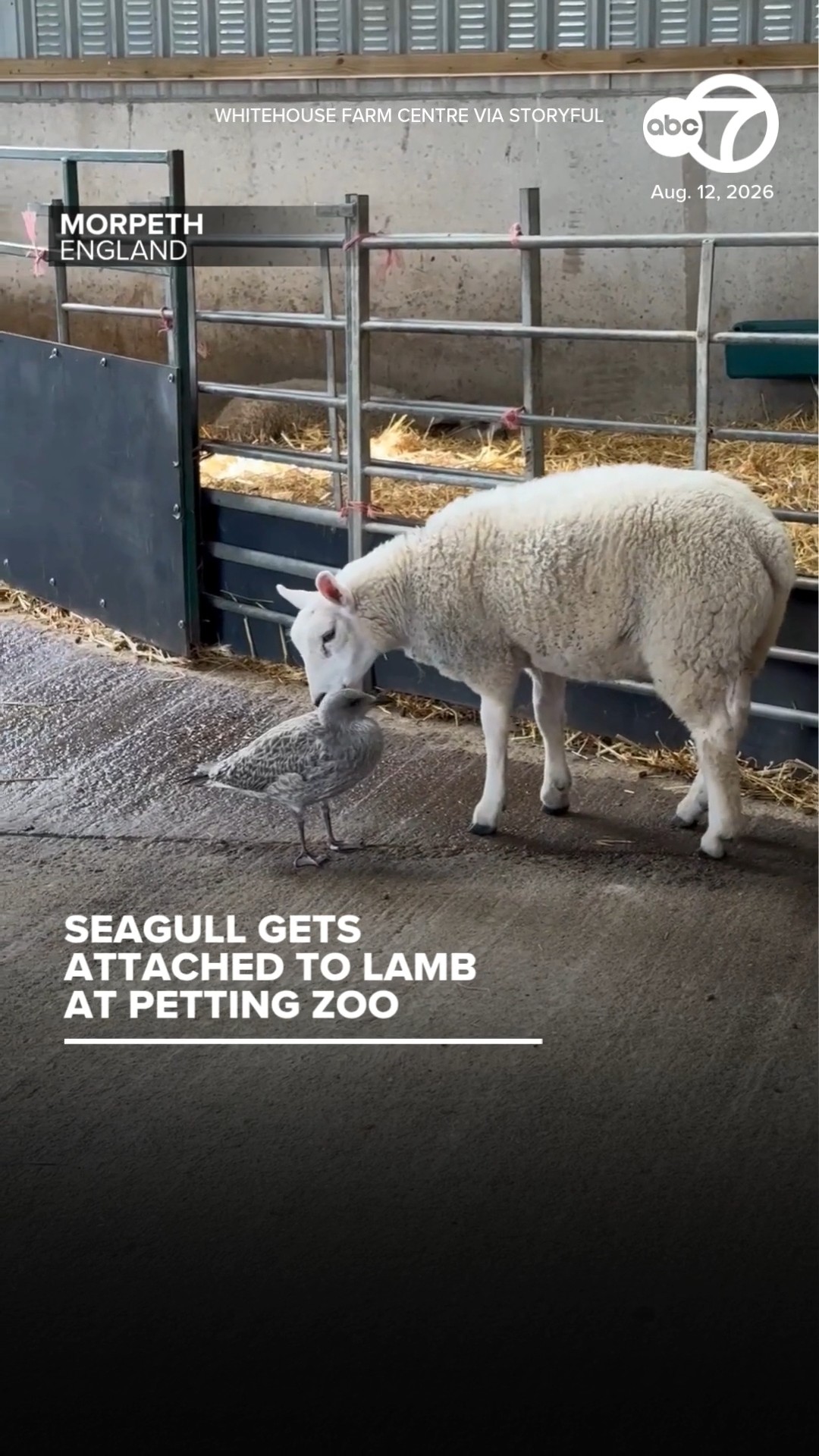 Seagull gets attached to lamb at petting zoo