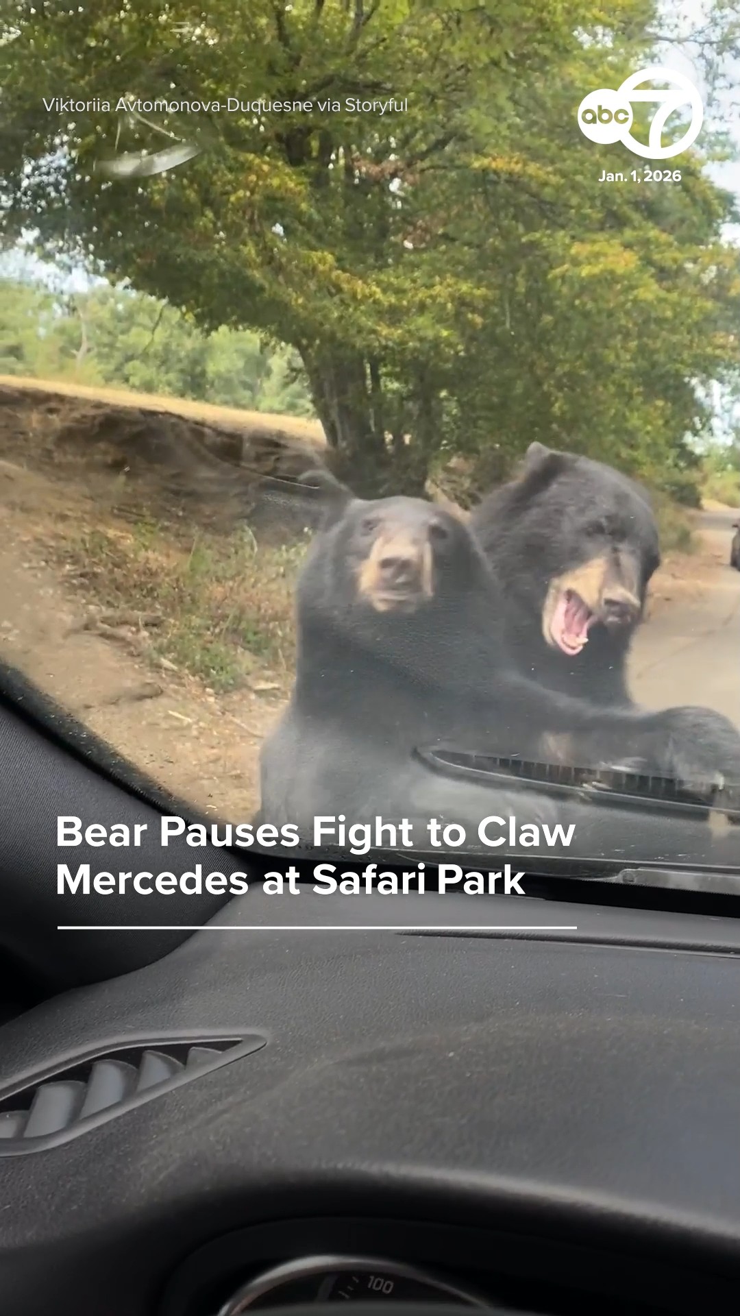 Bear pauses fight to claw Mercedes at safari park