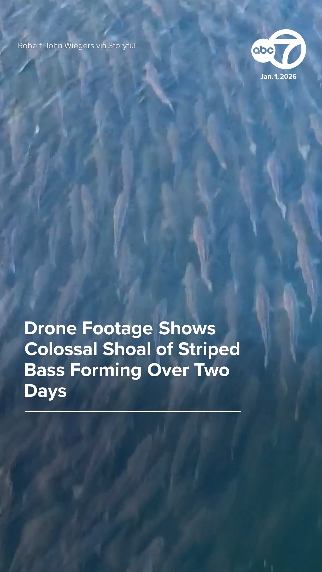 Drone footage shows colossal shoal of striped bass forming over 2 days