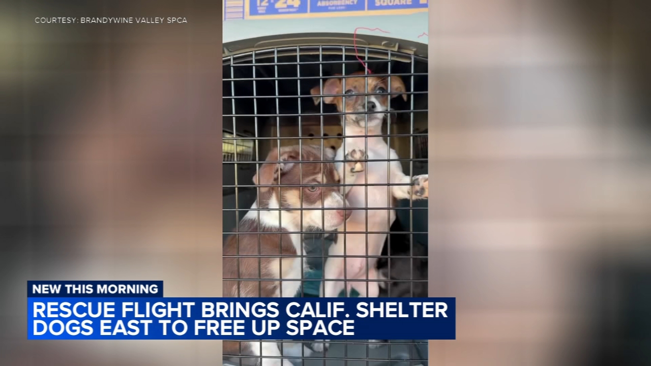Animals receive second chance at forever homes