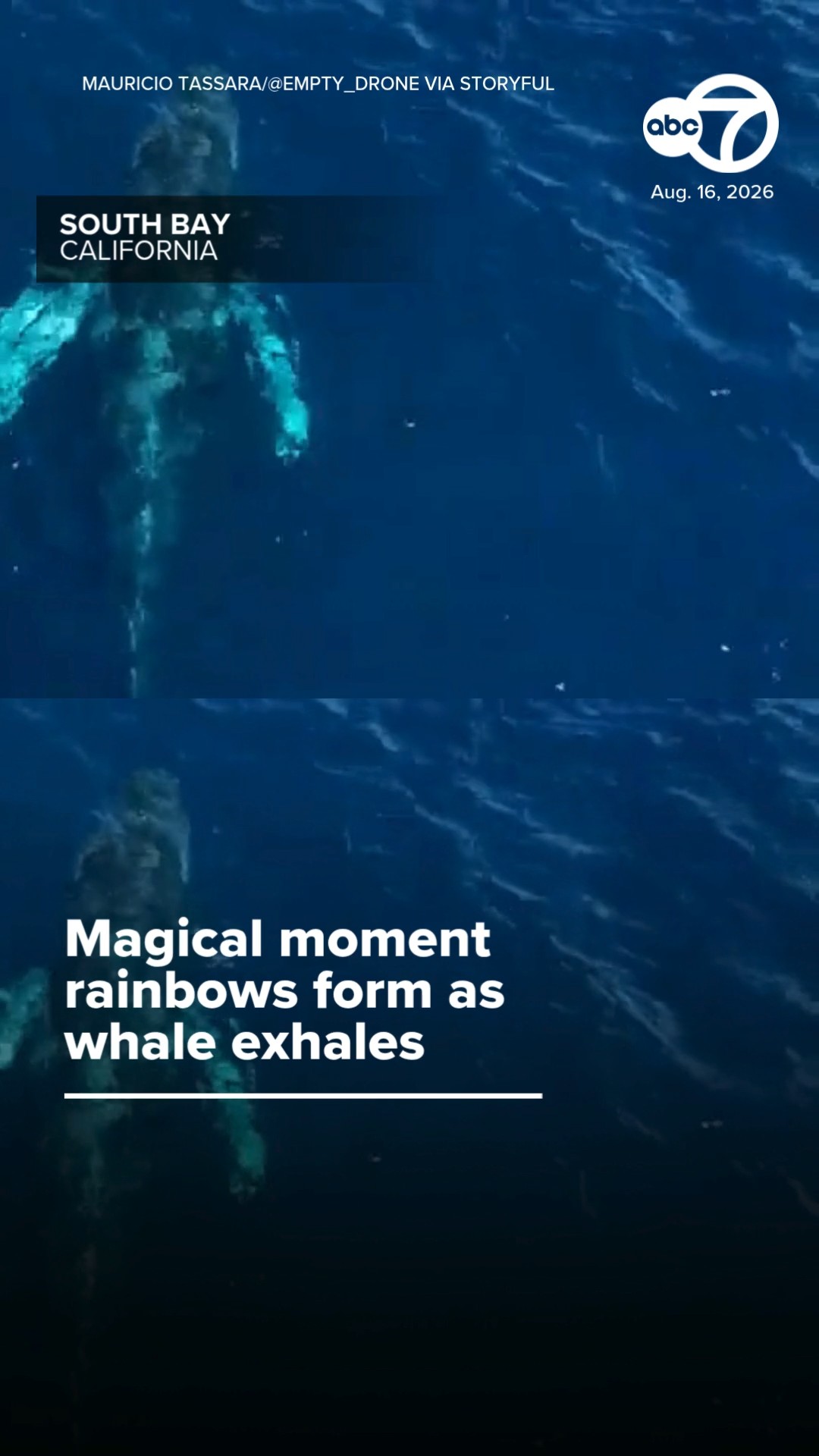 Magical Moment Rainbows Form as Whale Exhales