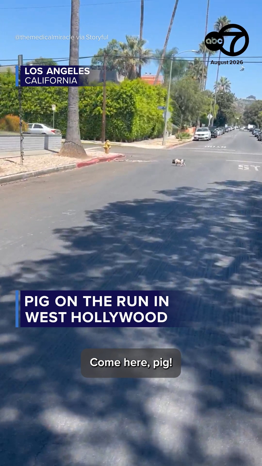 Pig on the run in West Hollywood