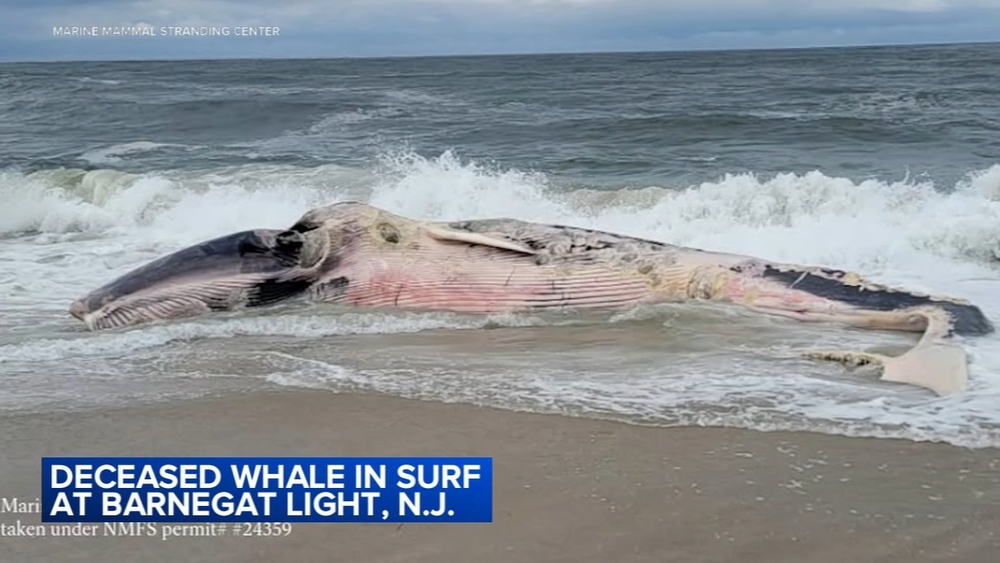 Deceased whale washes up on NJ beach