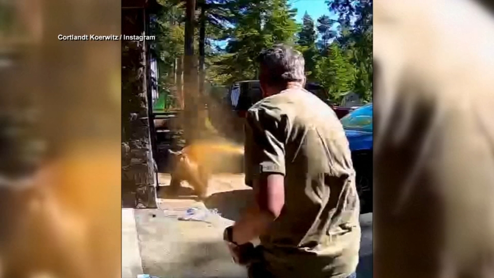 Bear-related calls rise nearly 80% in South Lake Tahoe, police say