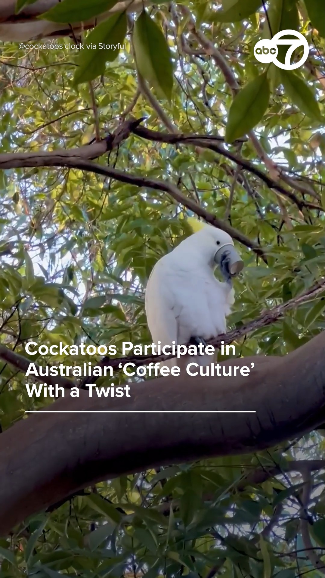 Cockatoos Participate in Australian 'Coffee Culture' With a Twist
