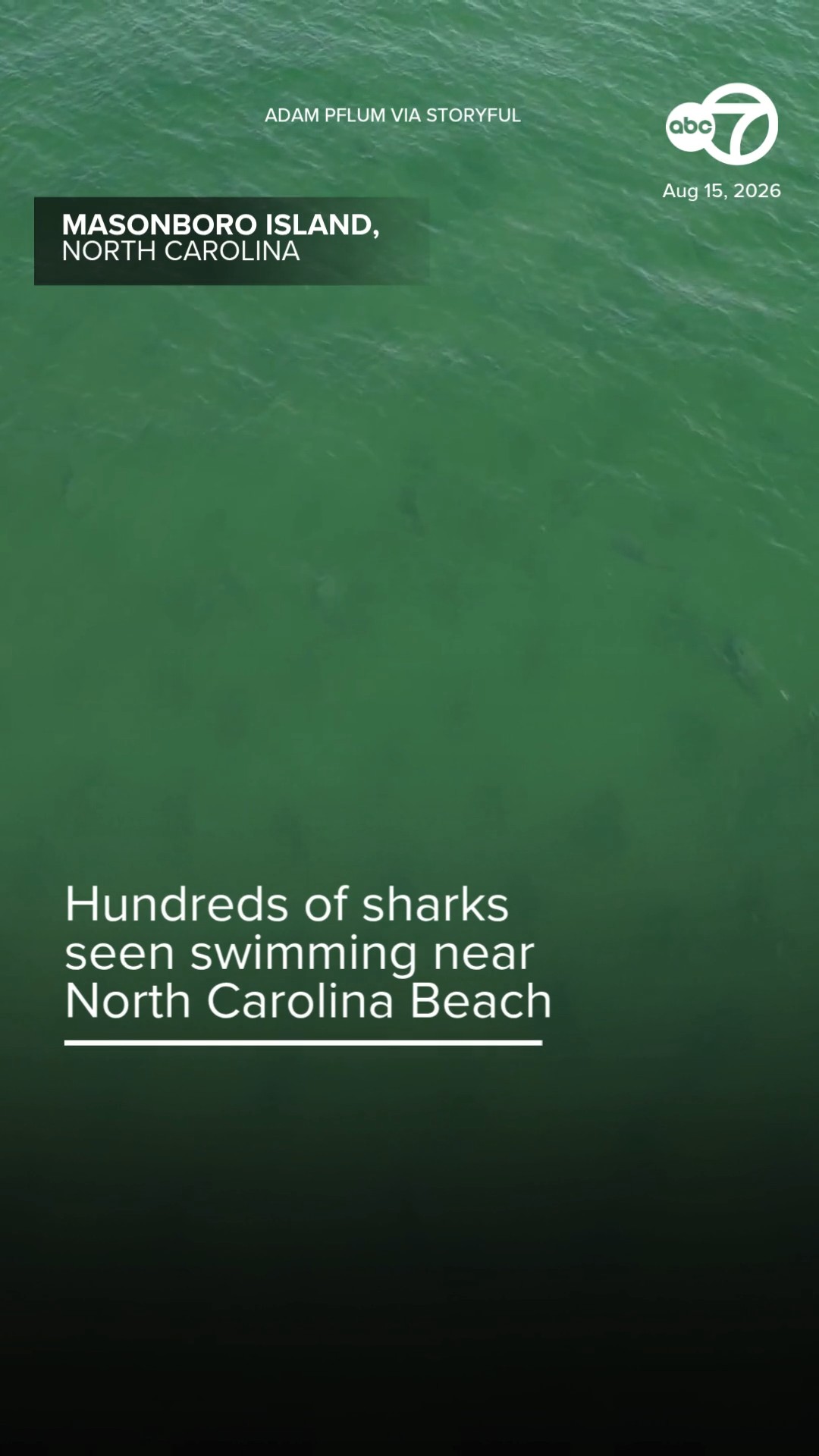 Hundreds of Sharks Seen Swimming Near North Carolina Beach