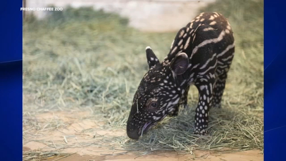 Fresno Chaffee Zoo names newly born Malayan Tapir calf
