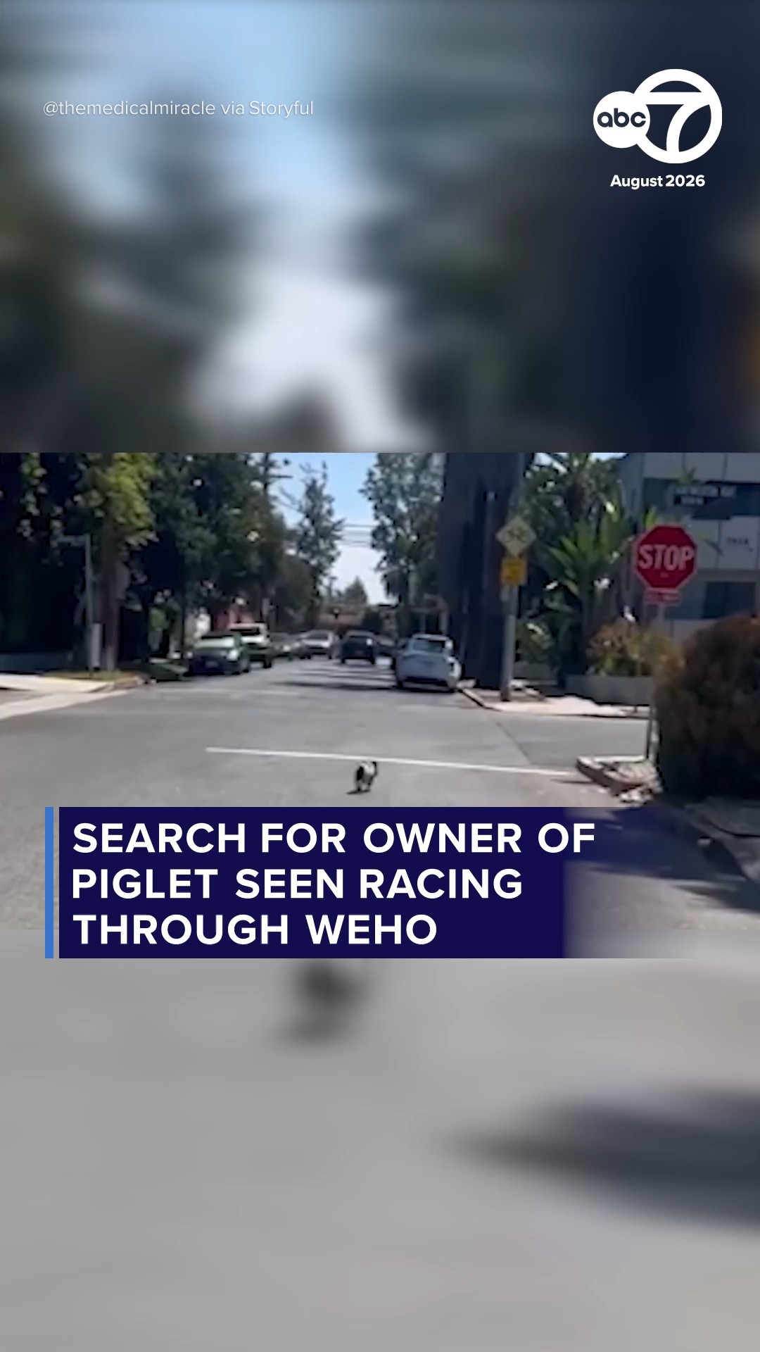 Piglet seen running loose in WeHo could be put up for adoption