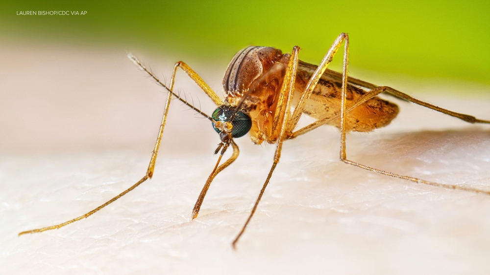 NYC reports 1st human case of West Nile Virus in 2026