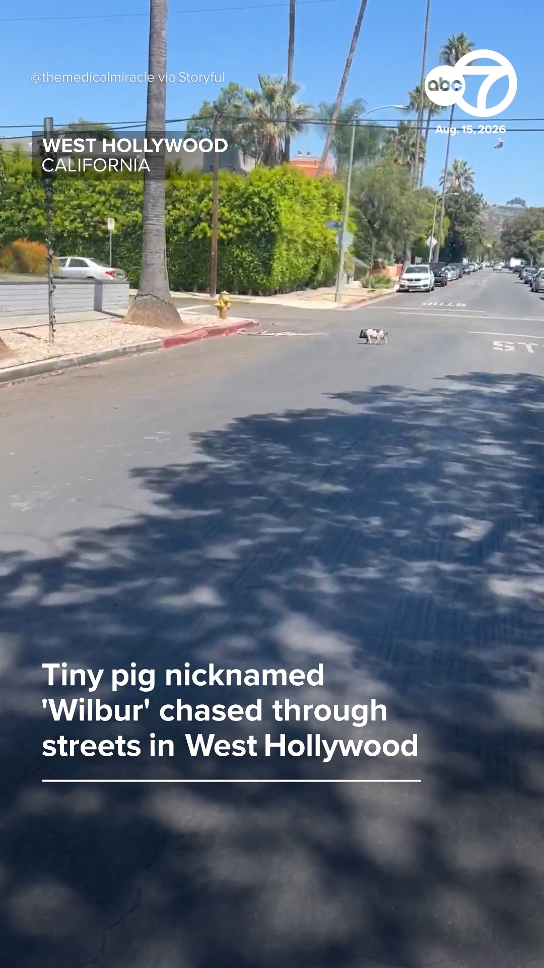 'Come Here, Pig': Tiny Hog Chased Through Streets In West Hollywood
