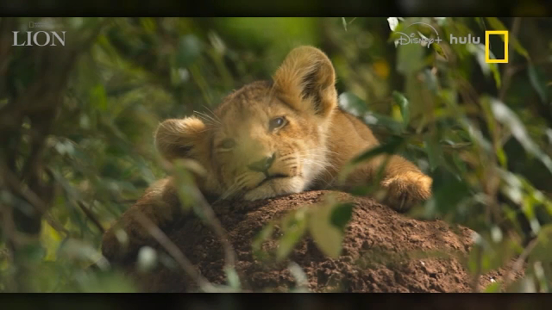 National Geographic Unveils New Documentary Series ‘Lion’
