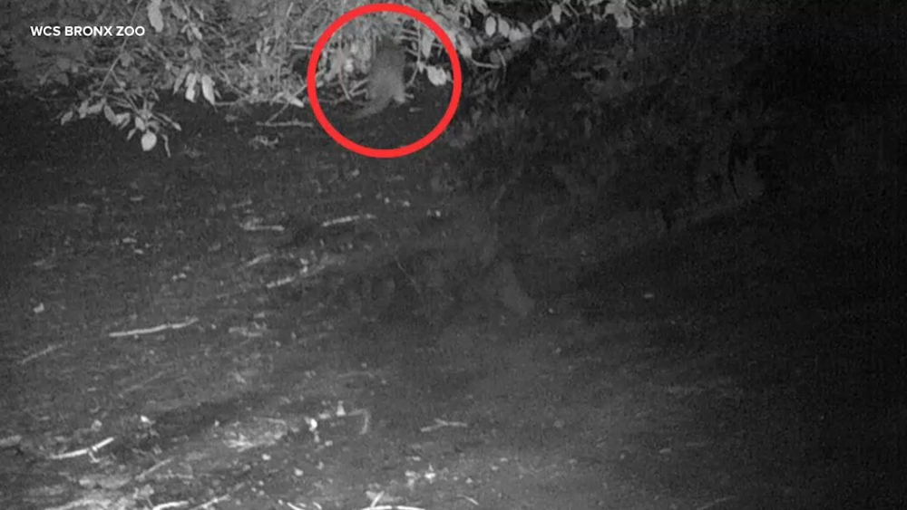 First otter spotted in the Bronx since the 1900s