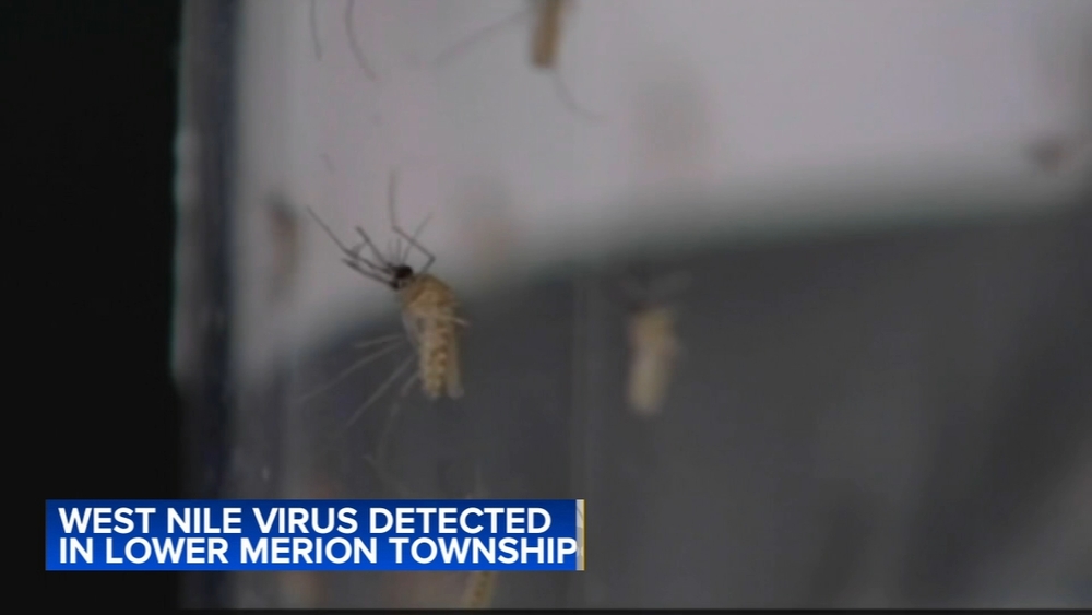 West Nile virus detected in mosquitos in Montco, health officials say