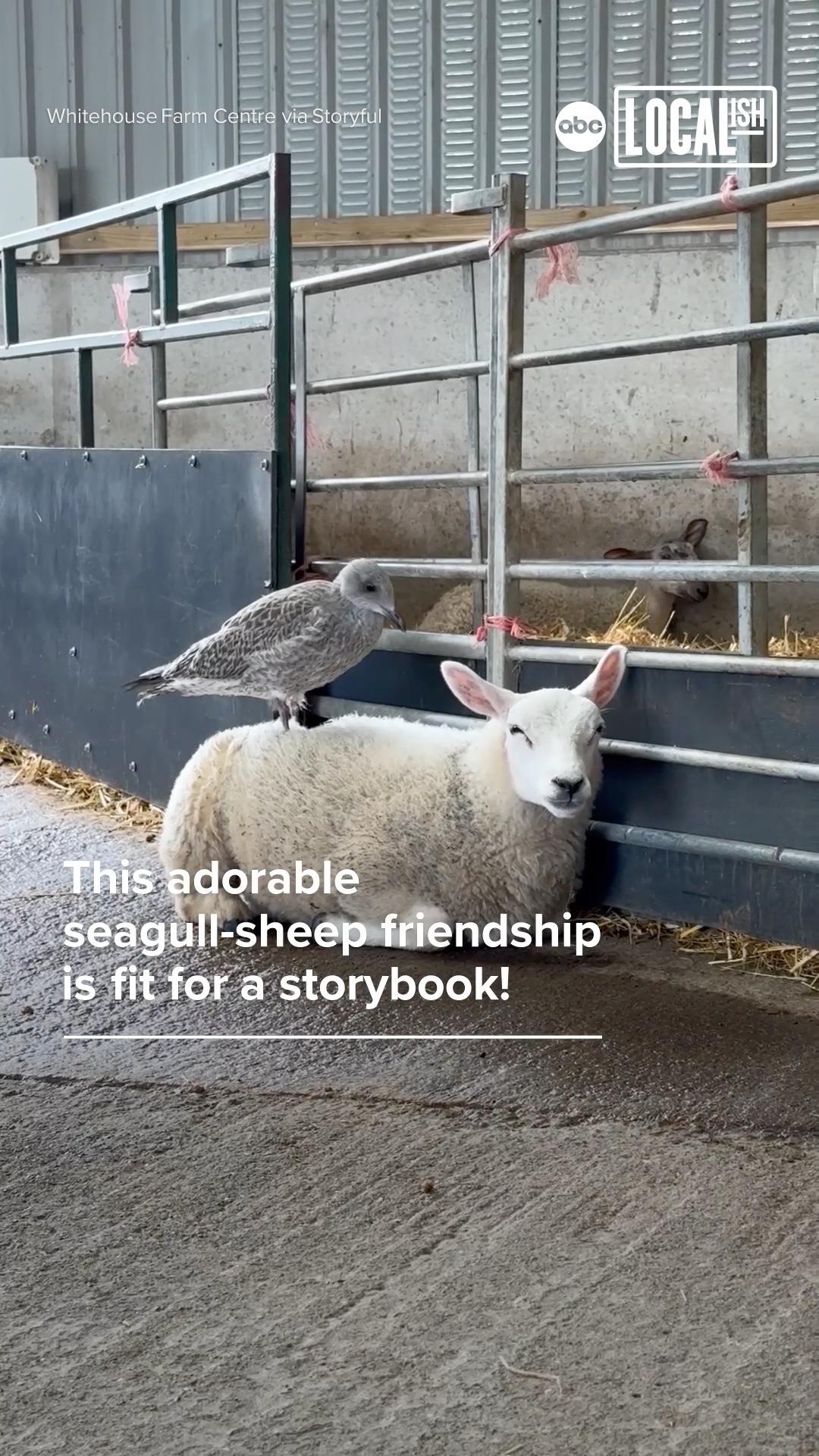 This adorable seagull-sheep friendship is fit for a storybook!