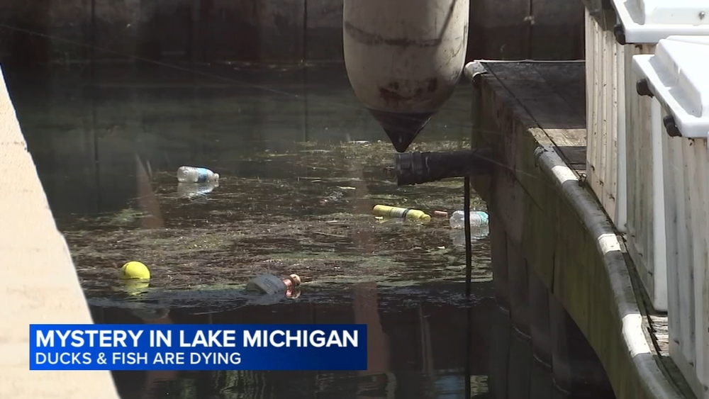 Dead ducks, fish at Chicago harbor prompt calls for investigation