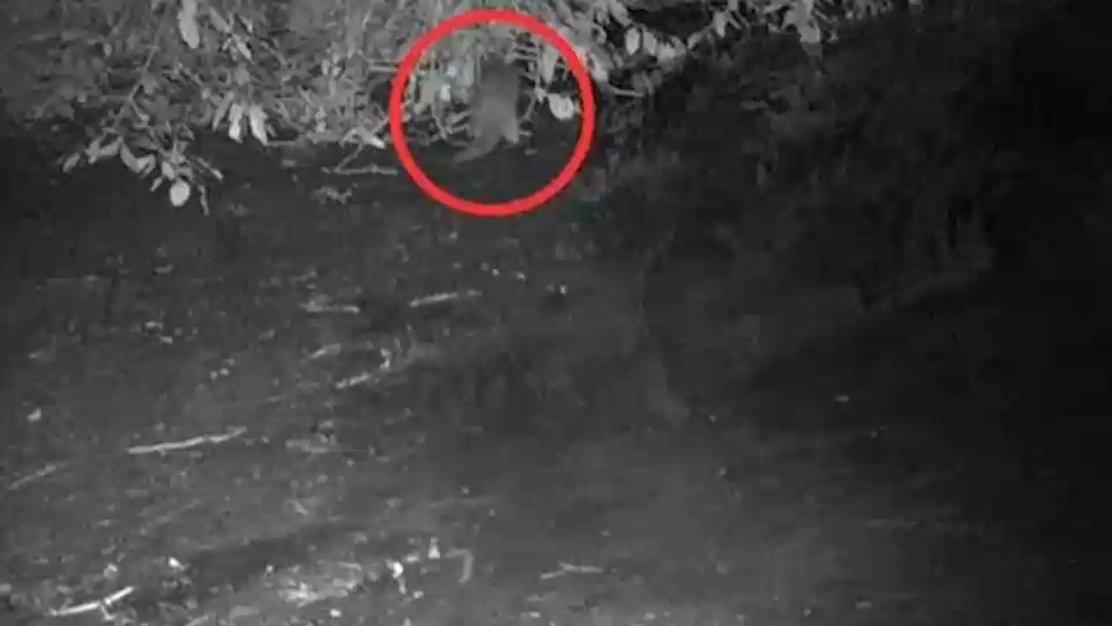 First otter spotted in the Bronx Zoo since the early 1900s