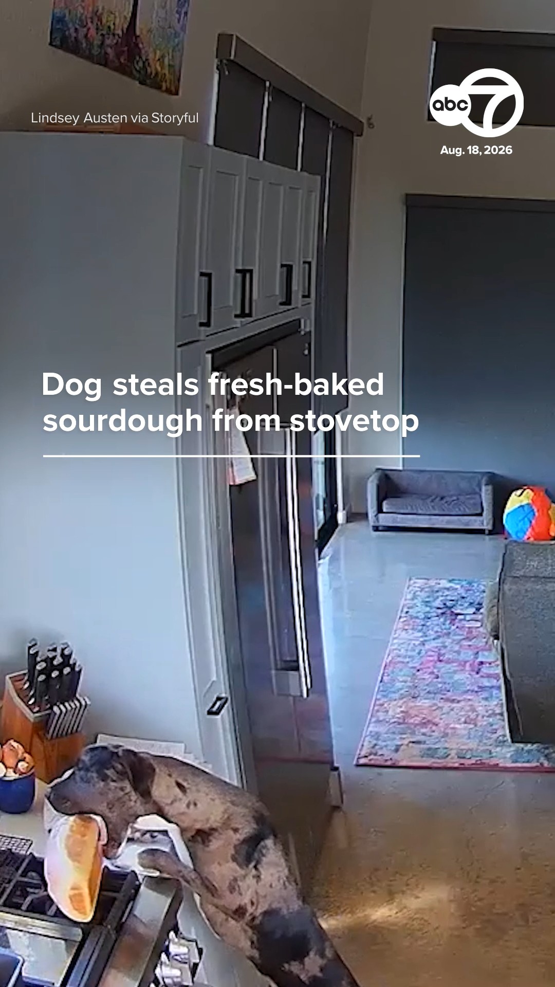 Dog steals fresh-baked sourdough from stovetop