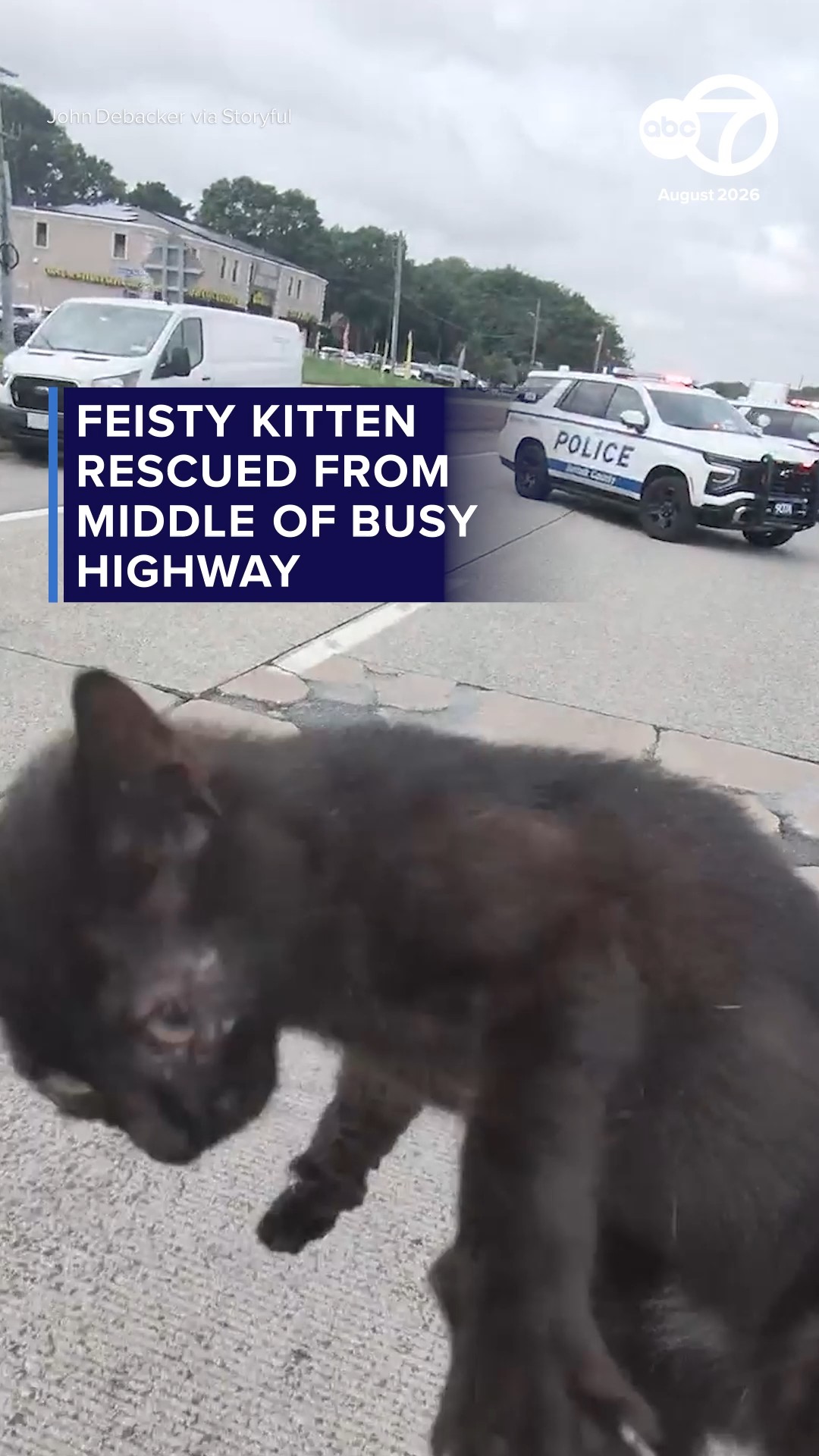 Feisty kitten rescued form middle of busy highway