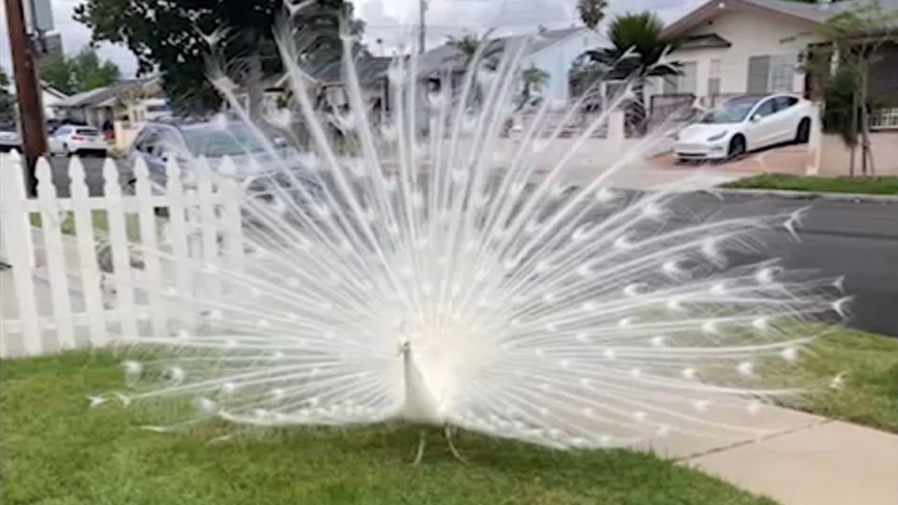 Sugar, a well-known peacock in a Pasadena neighborhood, was attacked by a mail carrier in an incident caught on video.