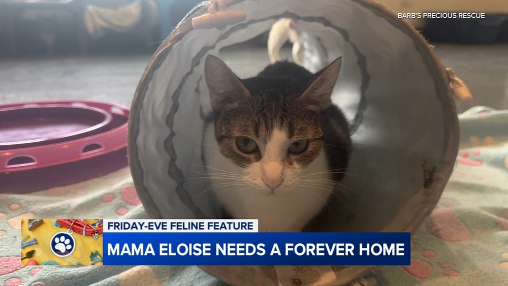Friday-Eve Felines from Barb's Precious Rescue